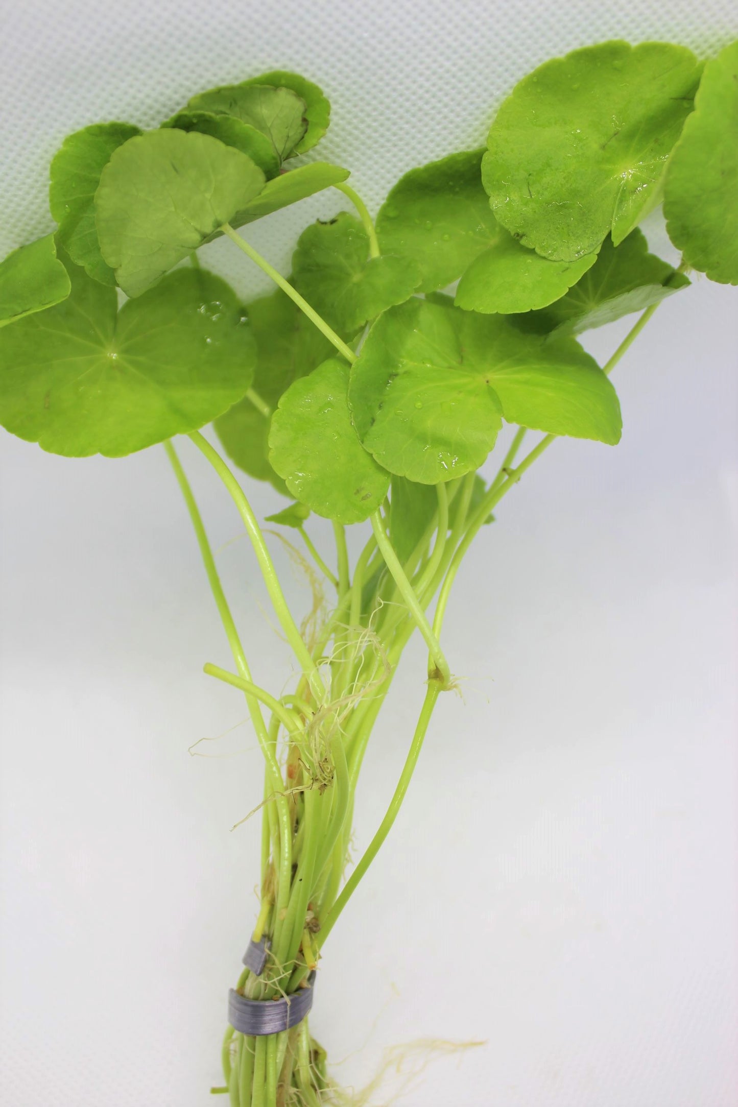 Brazilian Pennywort (Hydrocotyle Verticillata)