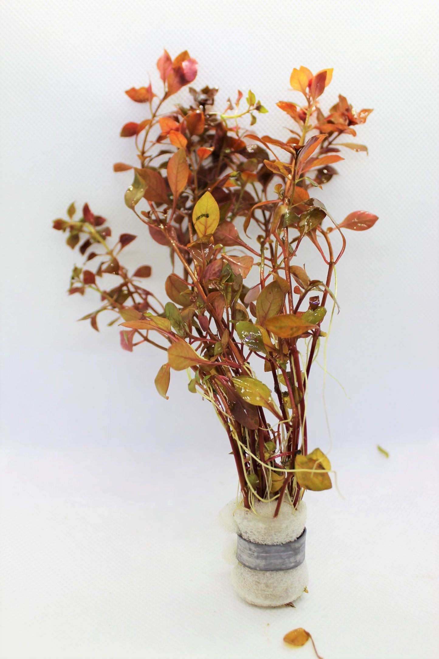 Ludwigia Natans (Super Red)
