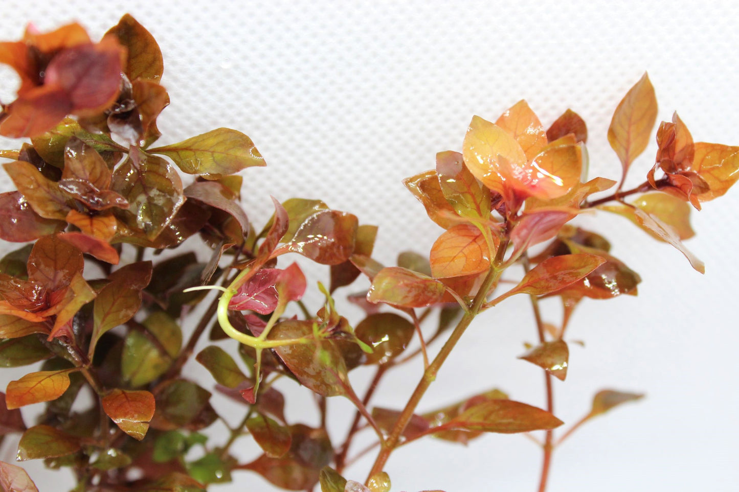Ludwigia Natans (Super Red)
