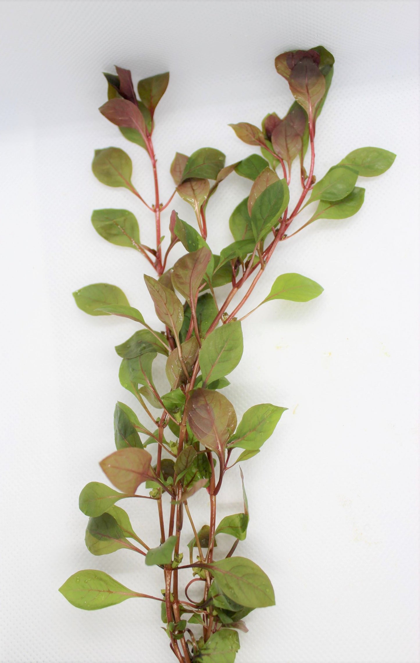Ludwigia Natans (Super Red)