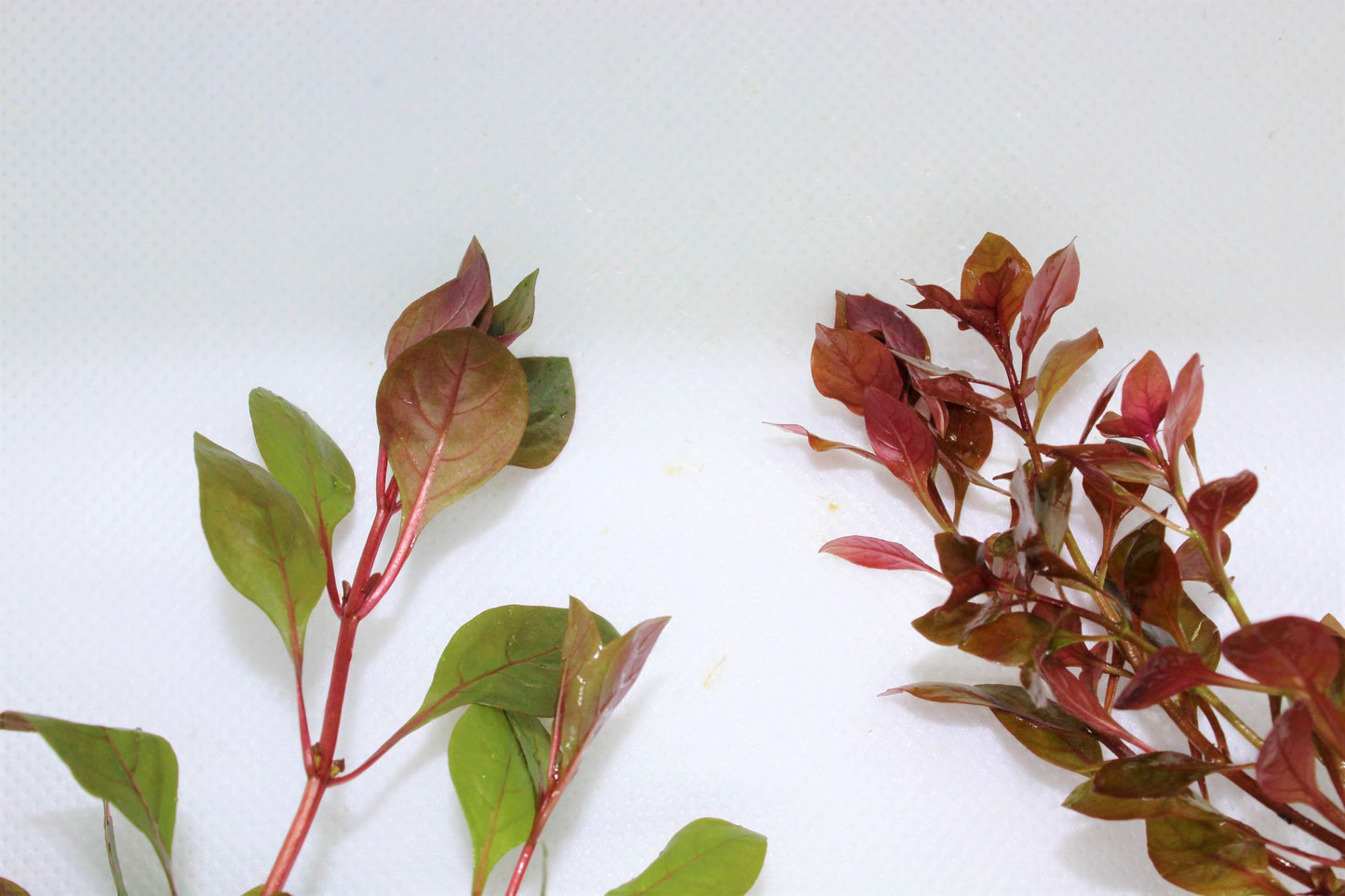 Ludwigia Natans (Super Red)