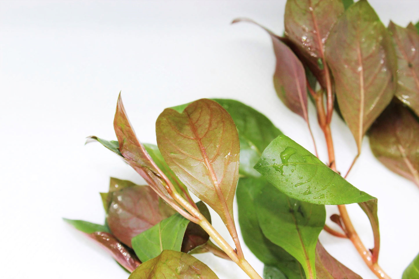 Ludwigia Dark Red