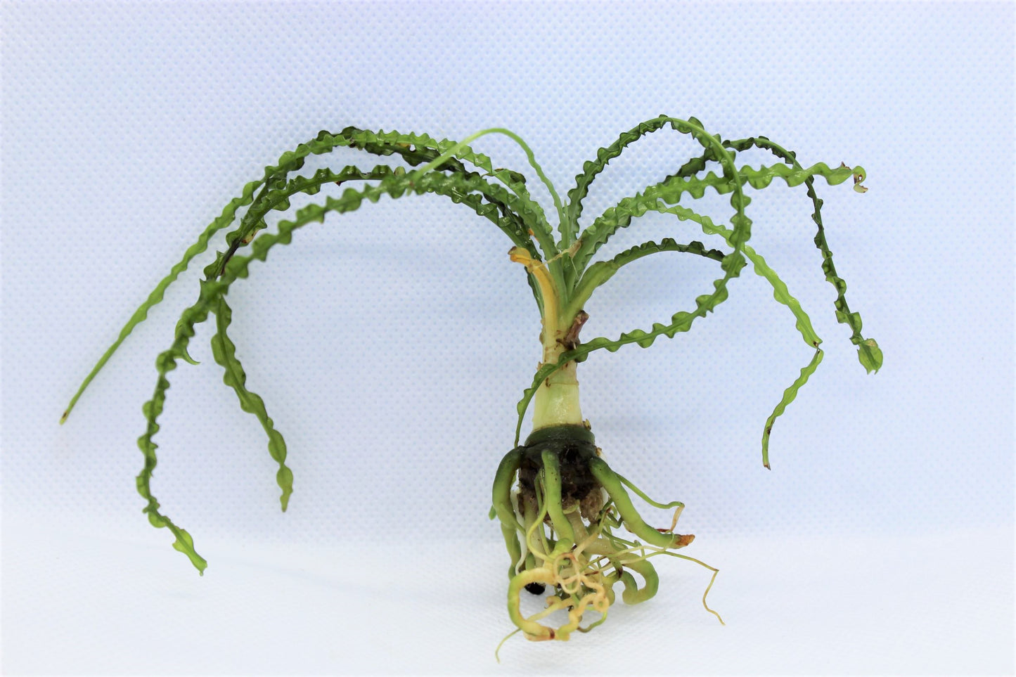Crinum Calaminstratum
