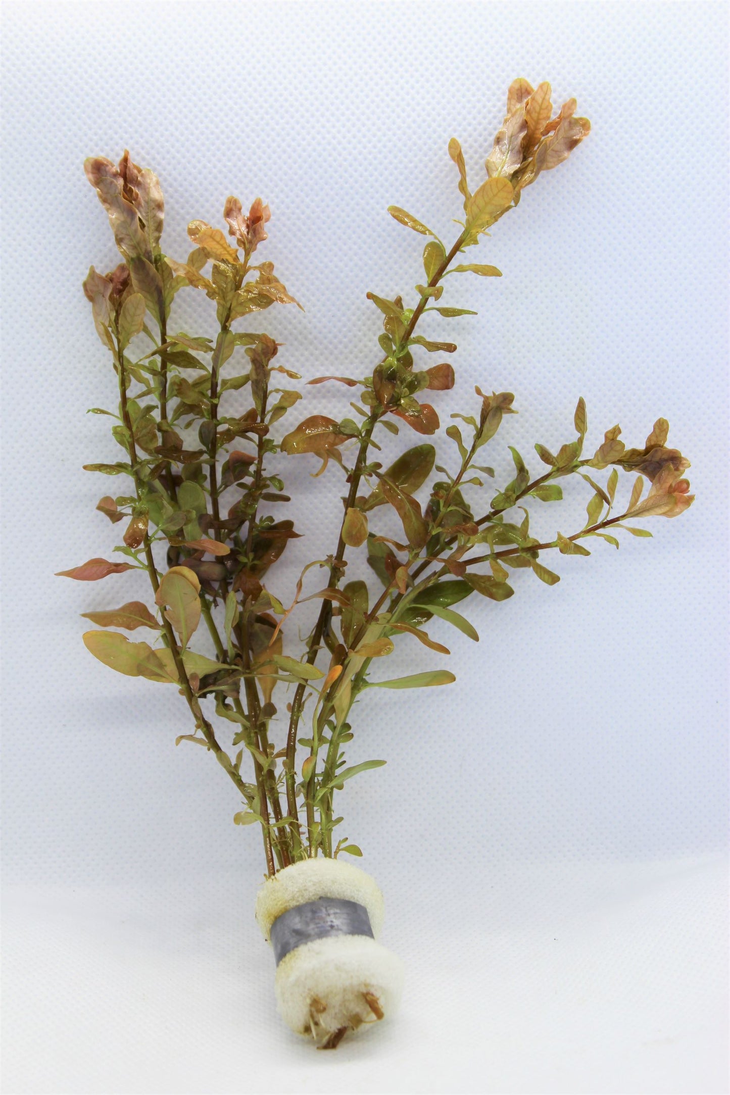 Ludwigia Inclinata Green