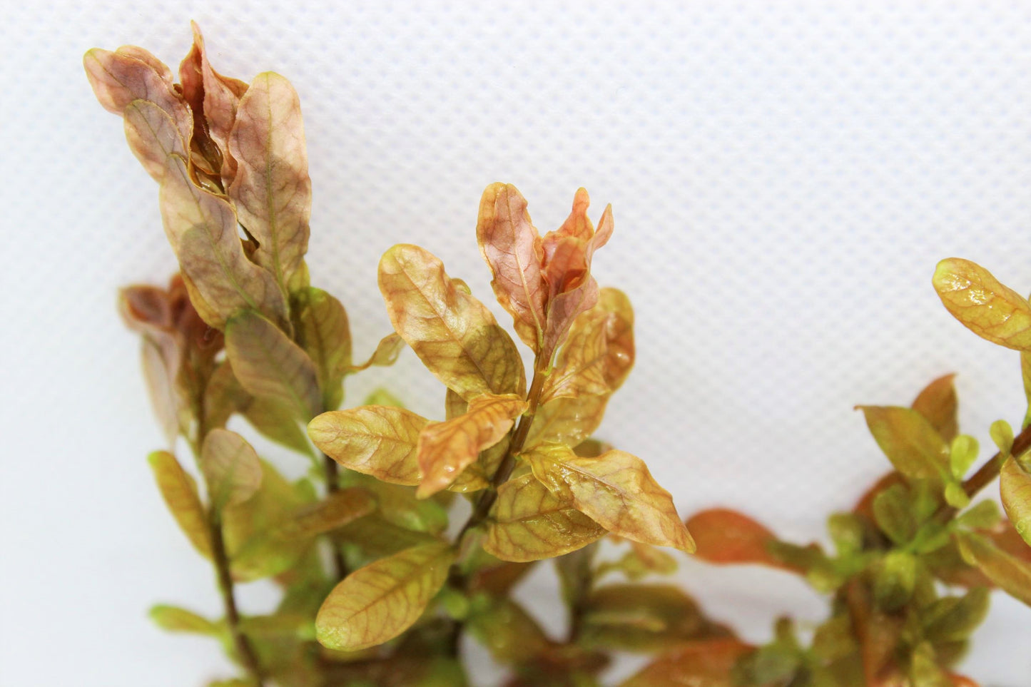 Ludwigia Inclinata Green