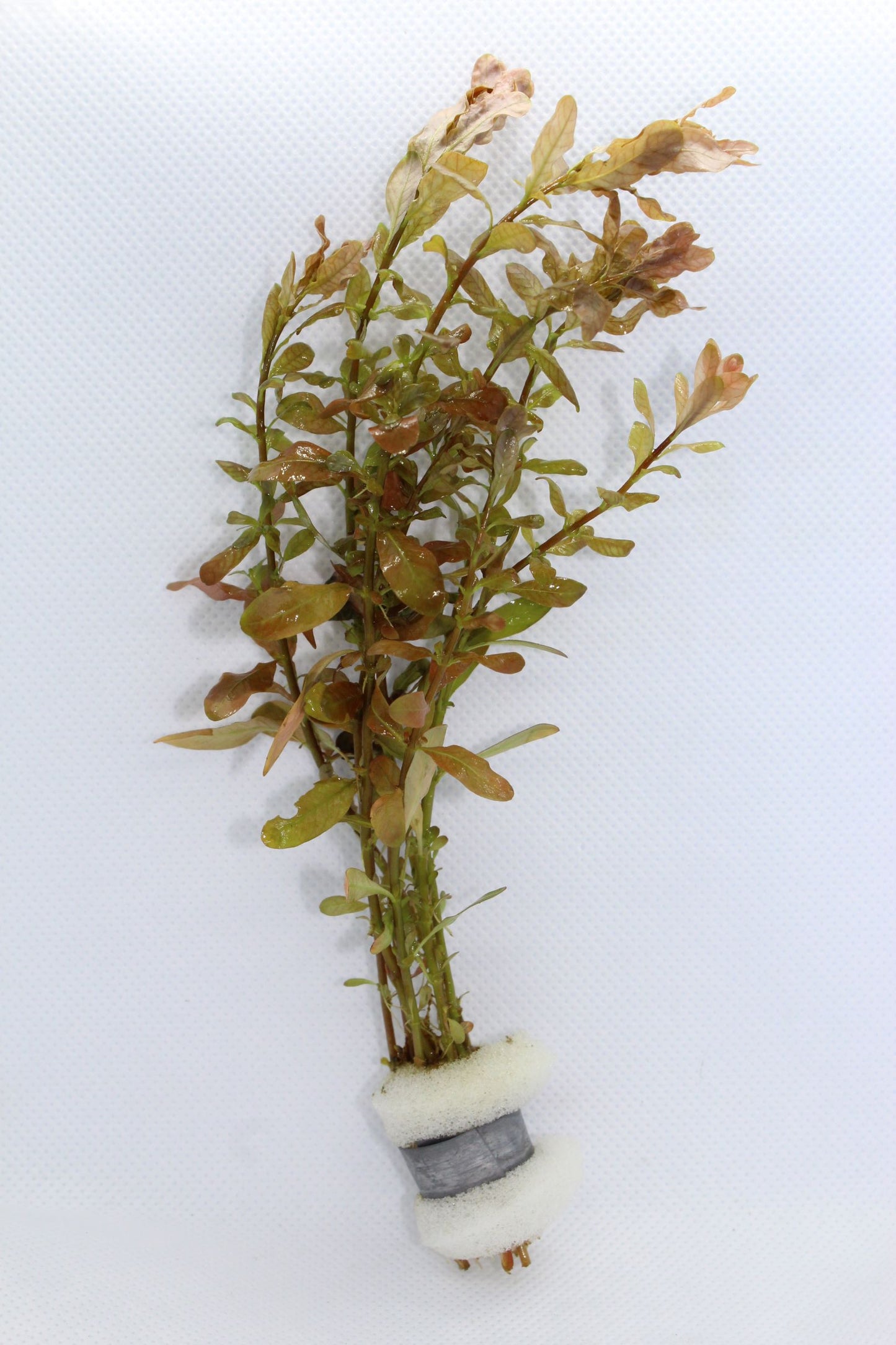 Ludwigia Inclinata Green