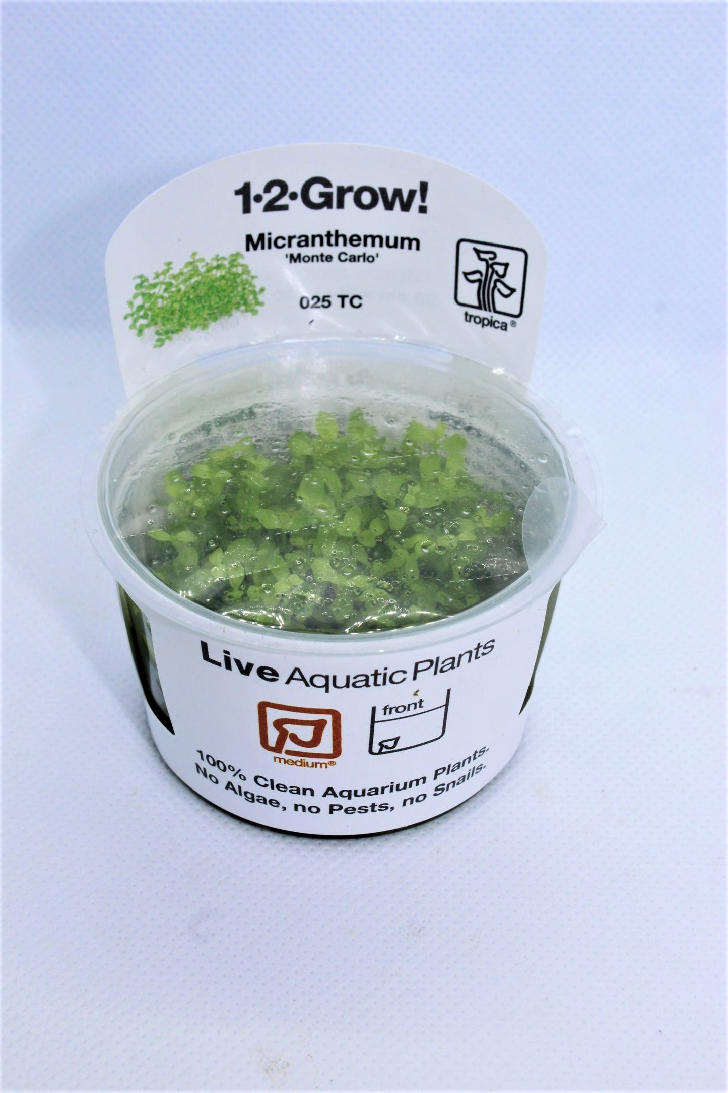 Micranthemum (Monte Carlo) Tropica Tissue Culture