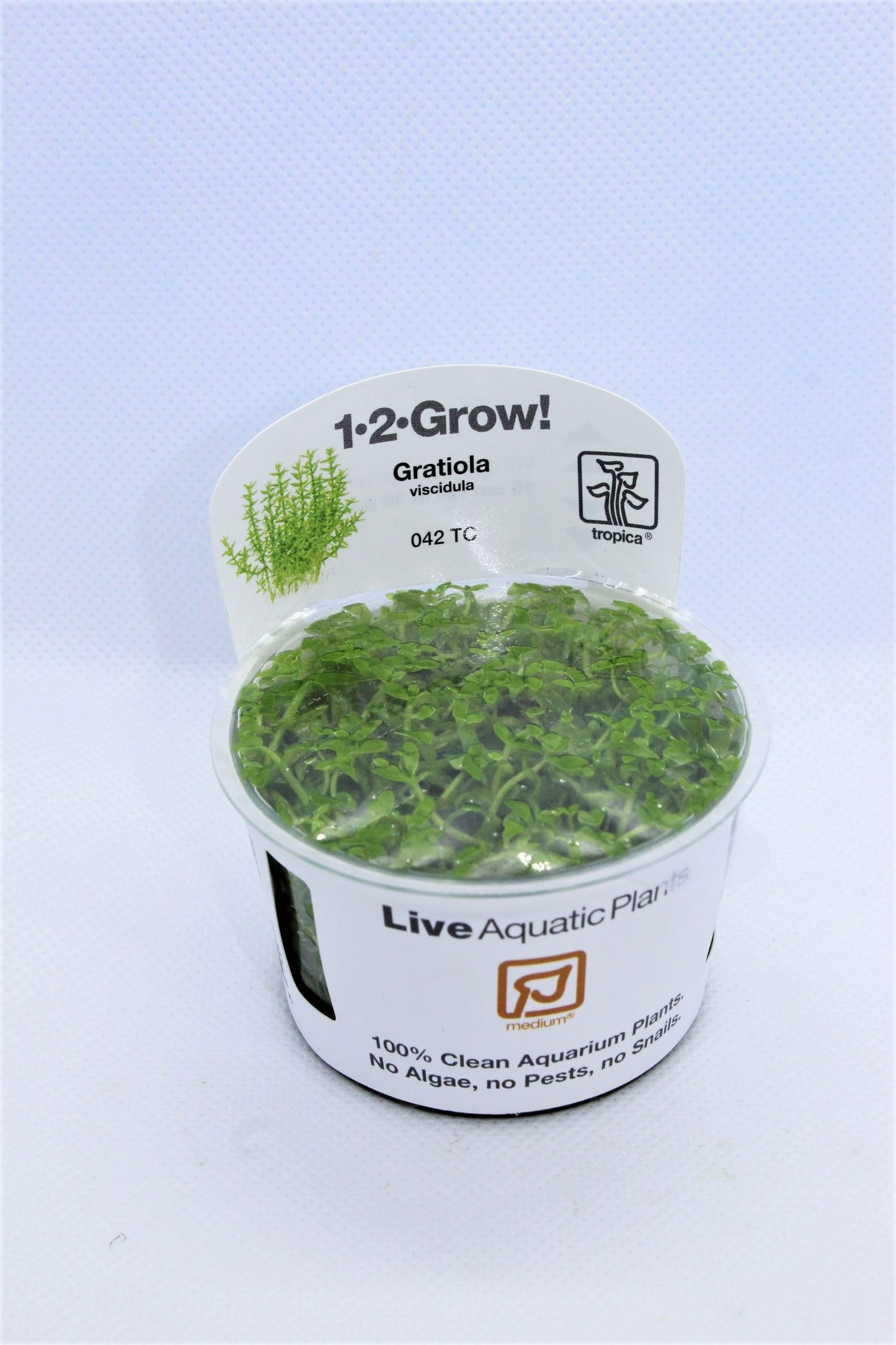 Gratiola Viscidula Tropica Tissue Culture