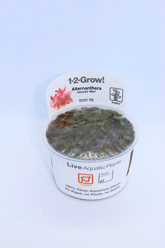 Alternanthera Reineckii (mini red) Tissue Culture