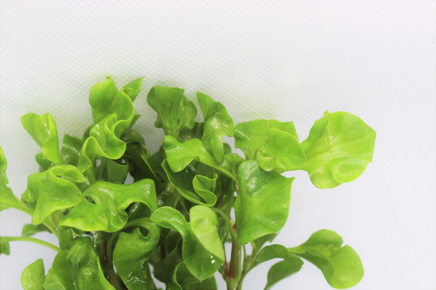 Alternanthera Bettzickiana (Alternanthera Green)