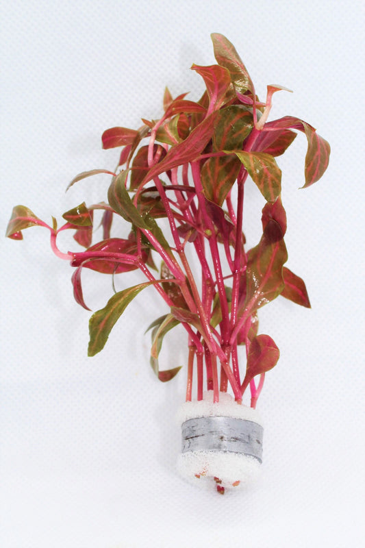 Alternanthera Rosanervig (Alternanthera Red)