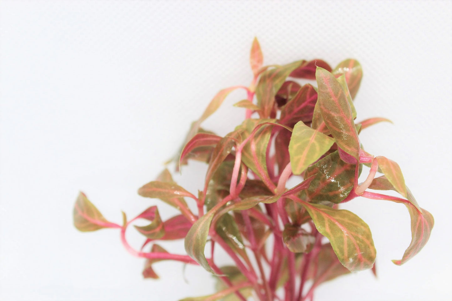 Alternanthera Rosanervig (Alternanthera Red)