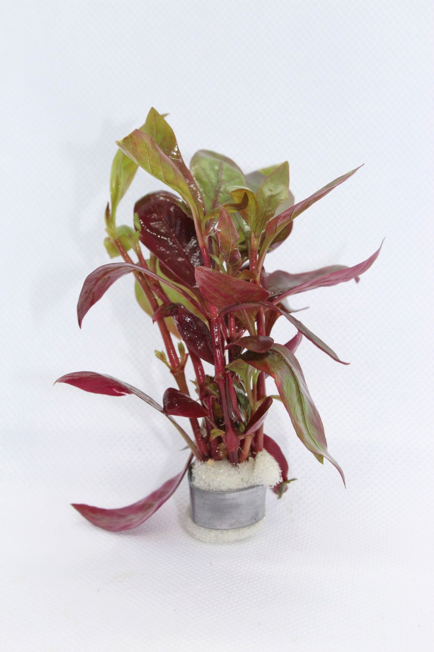 Alternanthera Red Broad Leaf