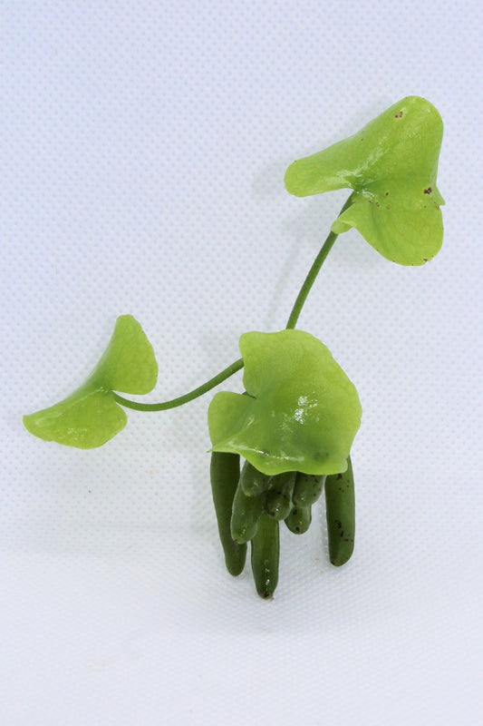 Nymphoides Aquatica (Banana Plant)