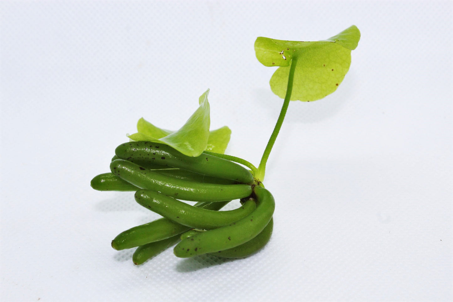 Nymphoides Aquatica (Banana Plant)