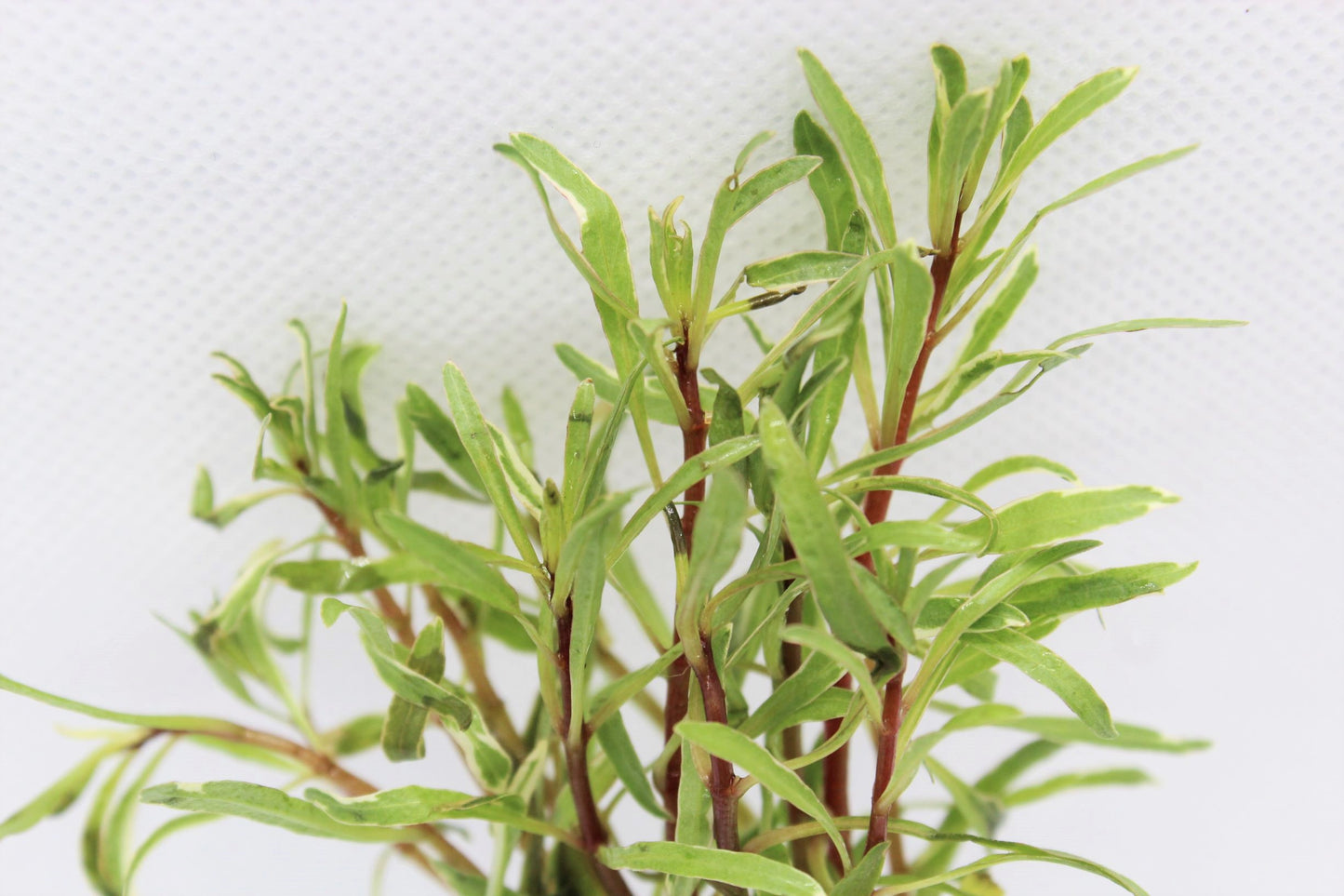 Rare! Ludwigia Inclinata (White/Pink)