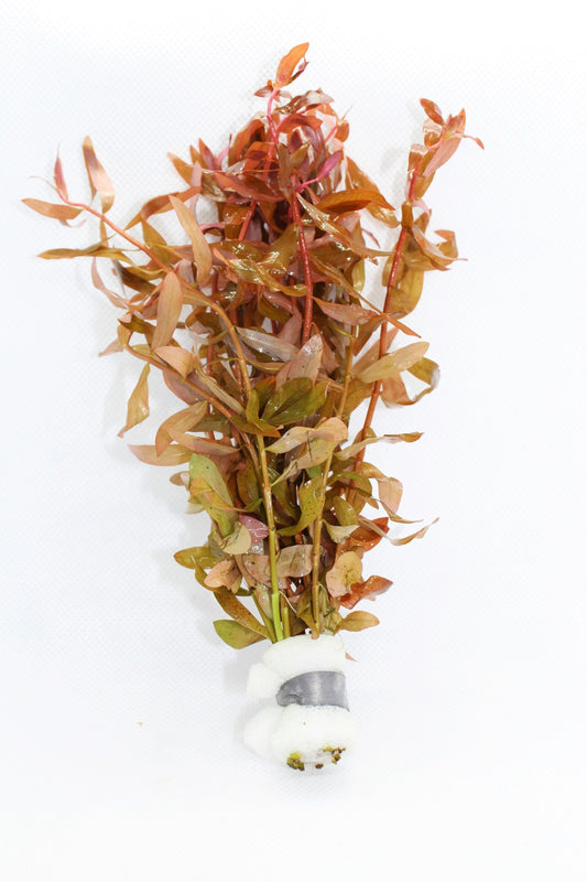 Ammania Gracilis