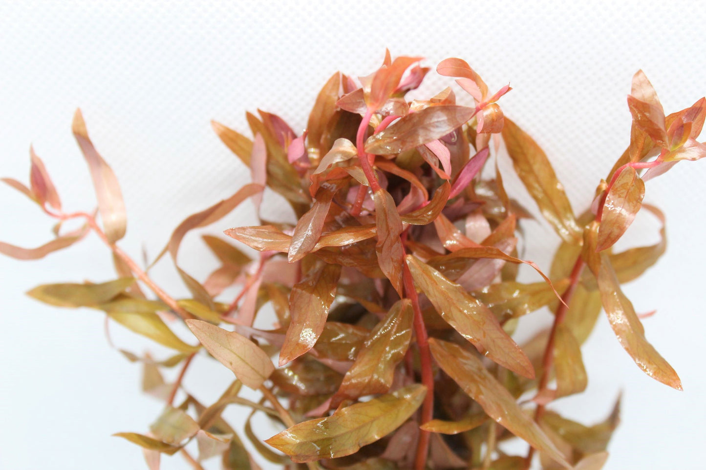 Ammania Gracilis