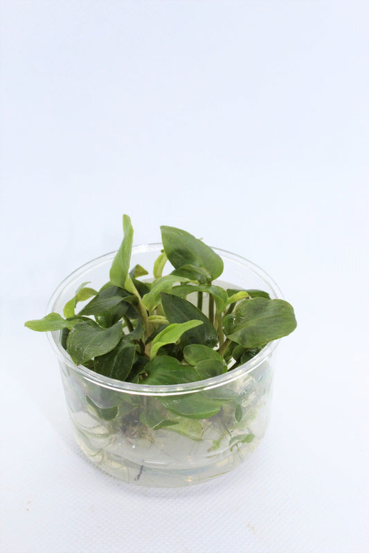 Langenandra Meeboldii UNS Tissue Culture