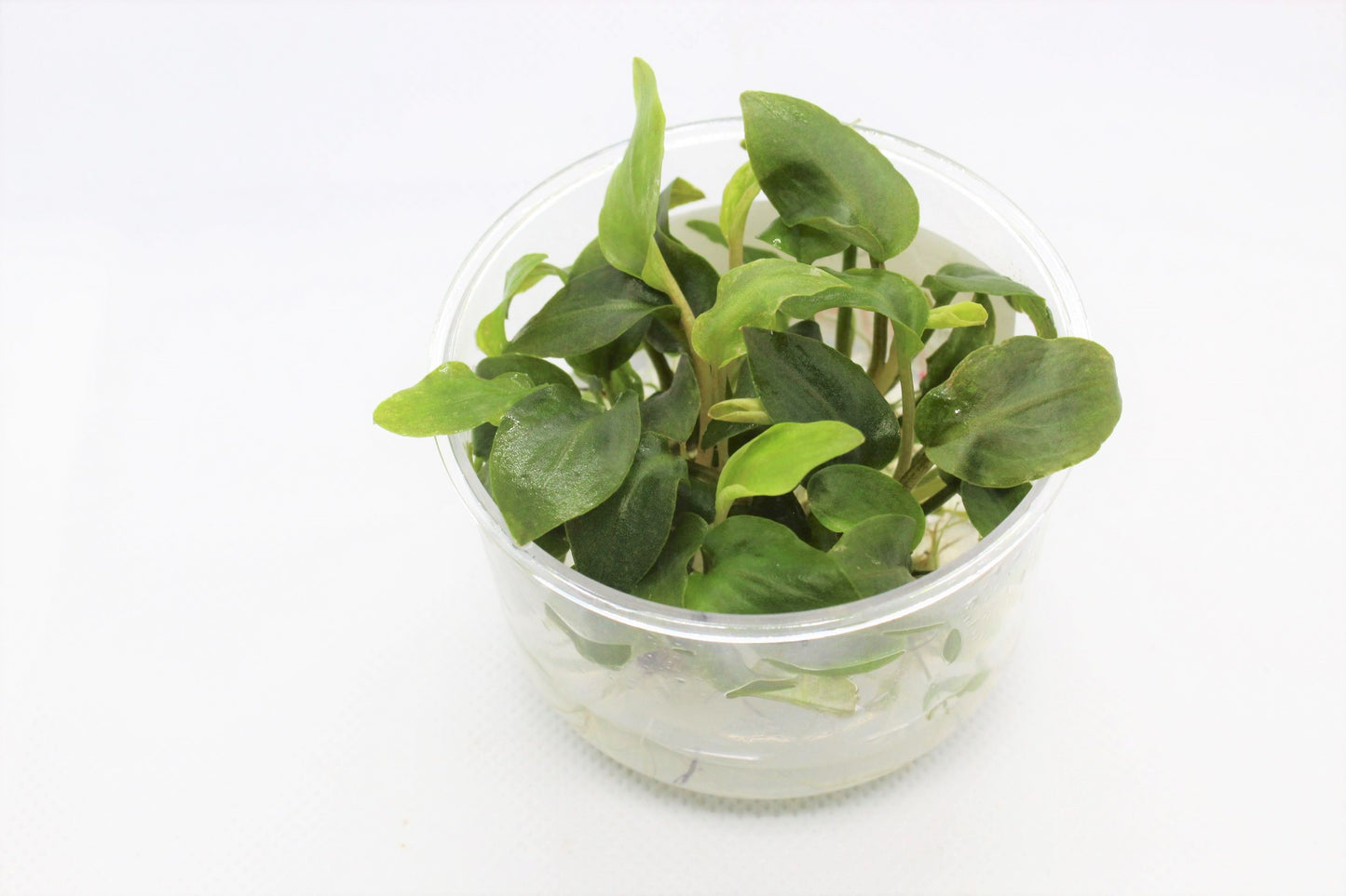 Langenandra Meeboldii UNS Tissue Culture
