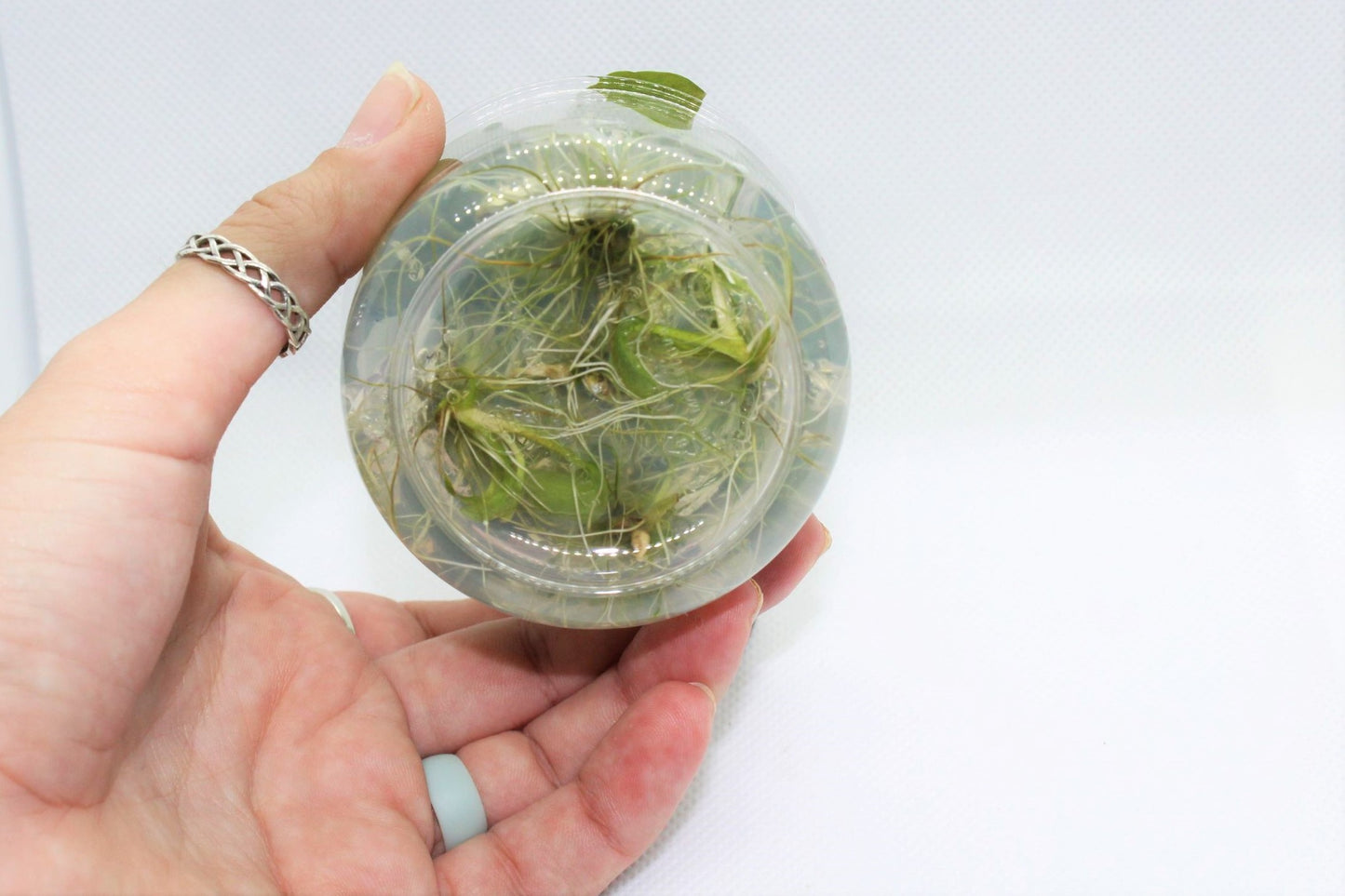 Langenandra Meeboldii UNS Tissue Culture