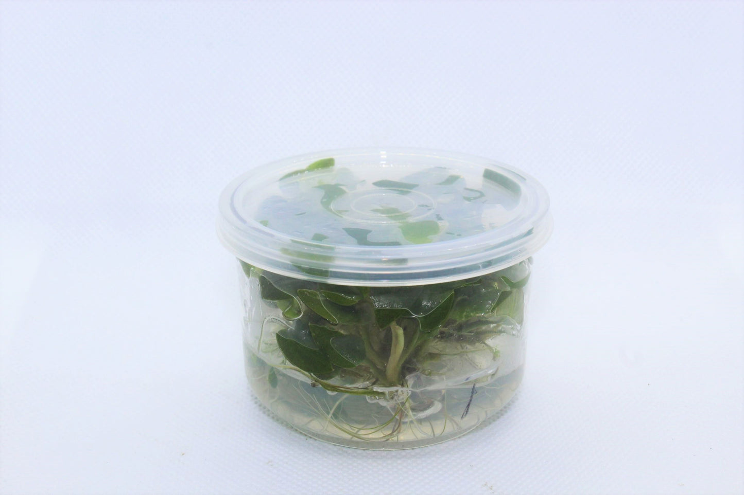 Langenandra Meeboldii UNS Tissue Culture