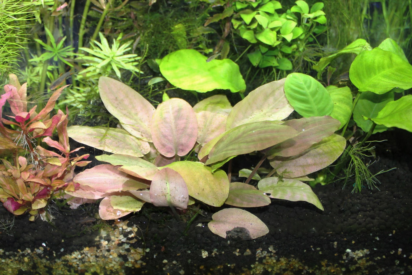 Langenandra Meeboldii UNS Tissue Culture