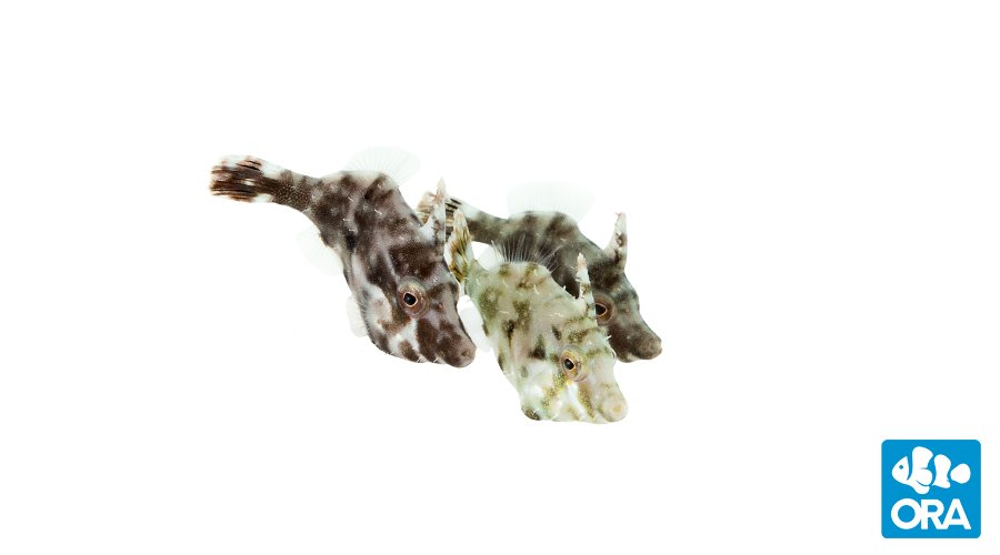 ORA Aiptasia-Eating Filefish (Acreichthys tomentosus)