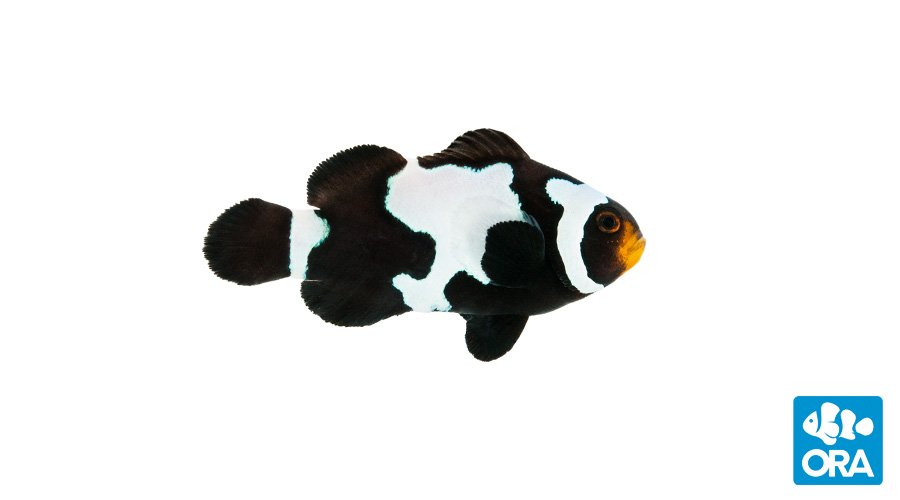ORA Black Snowflake Ocellaris (Amphiprion ocellaris)