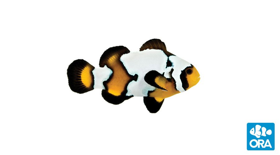 ORA Black Ice Snowflake (Amphiprion ocellaris)