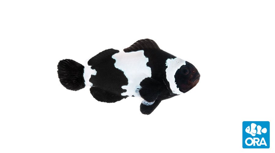 ORA Black Snowflake Ocellaris (Amphiprion ocellaris)