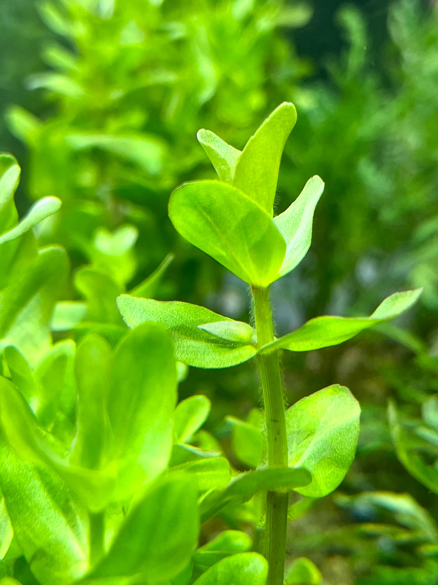 Bacopa Plant (Bacopa monierri)