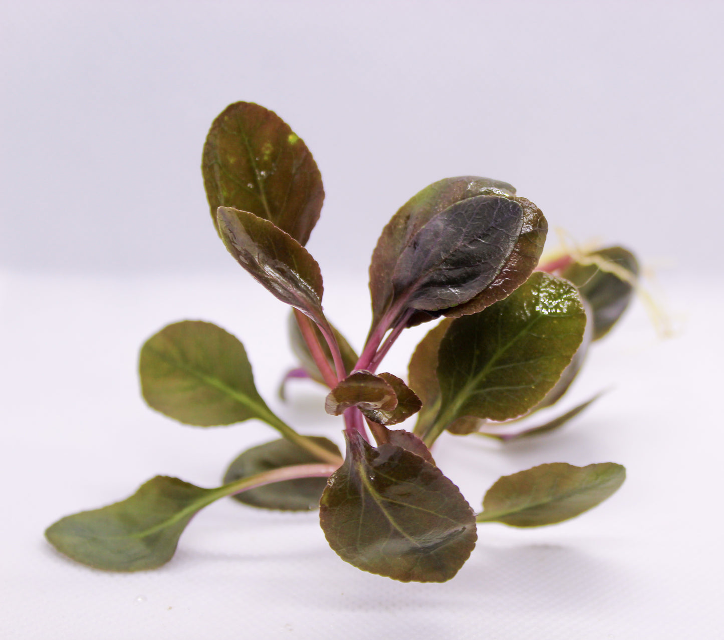 Cardinal Plant