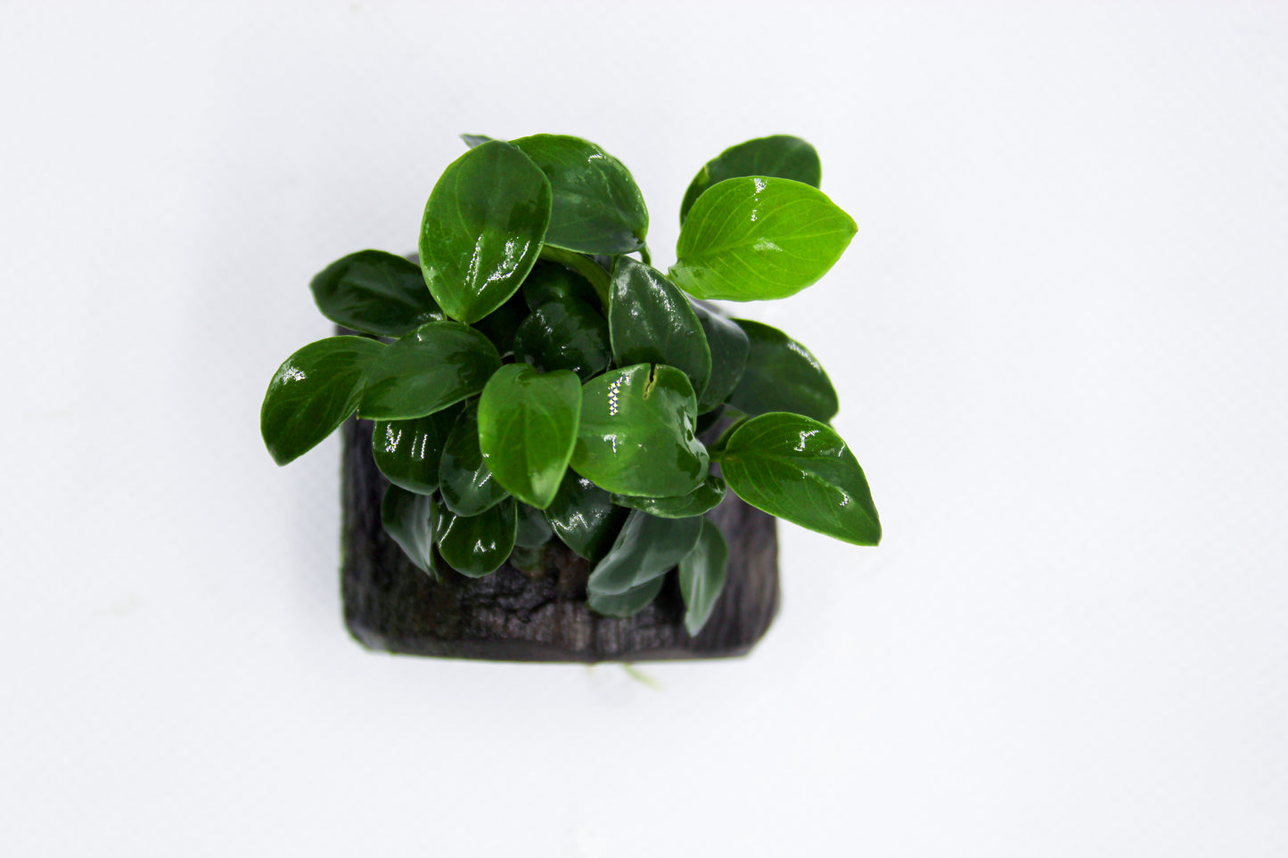 Anubias Nana on Wood