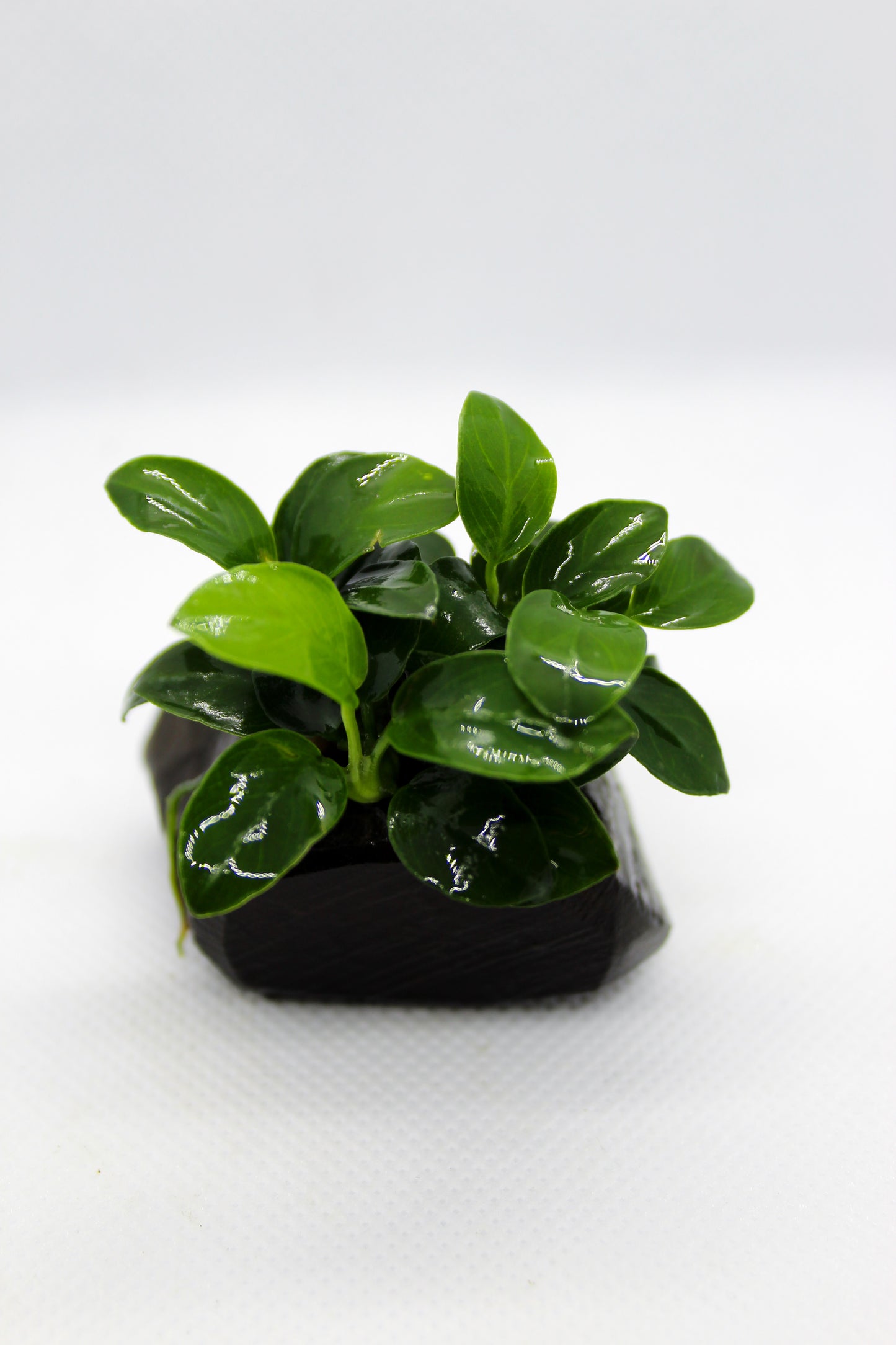 Anubias Nana on Wood