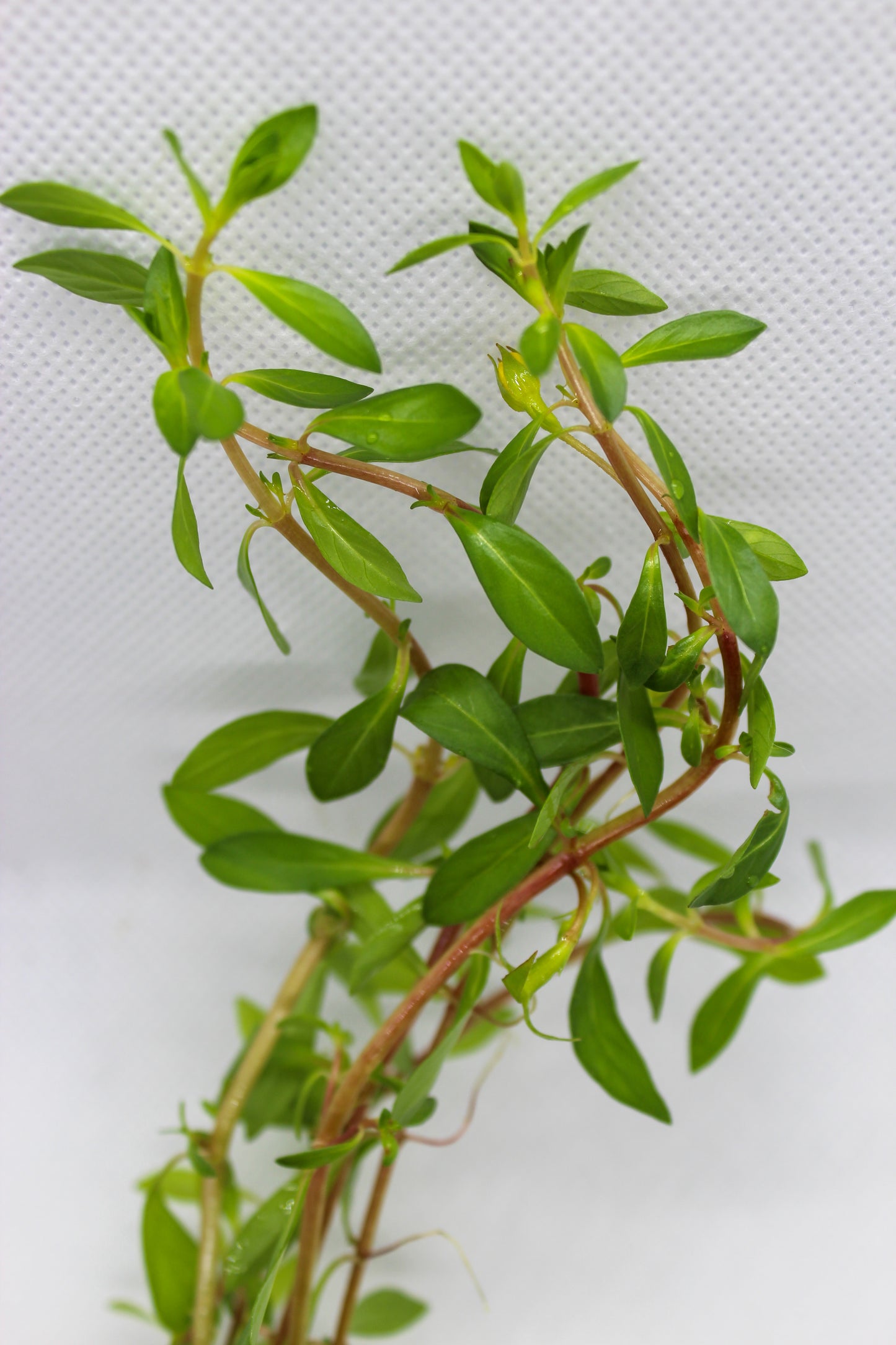 Ludwigia Arcuata