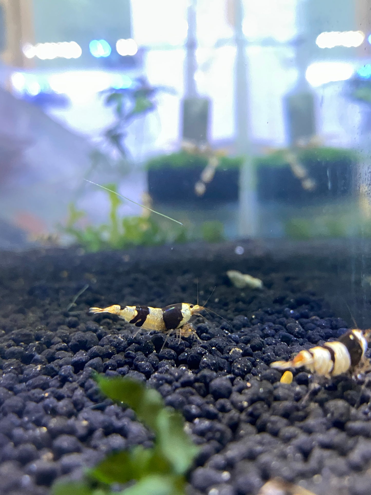 Black Crystal Shrimp