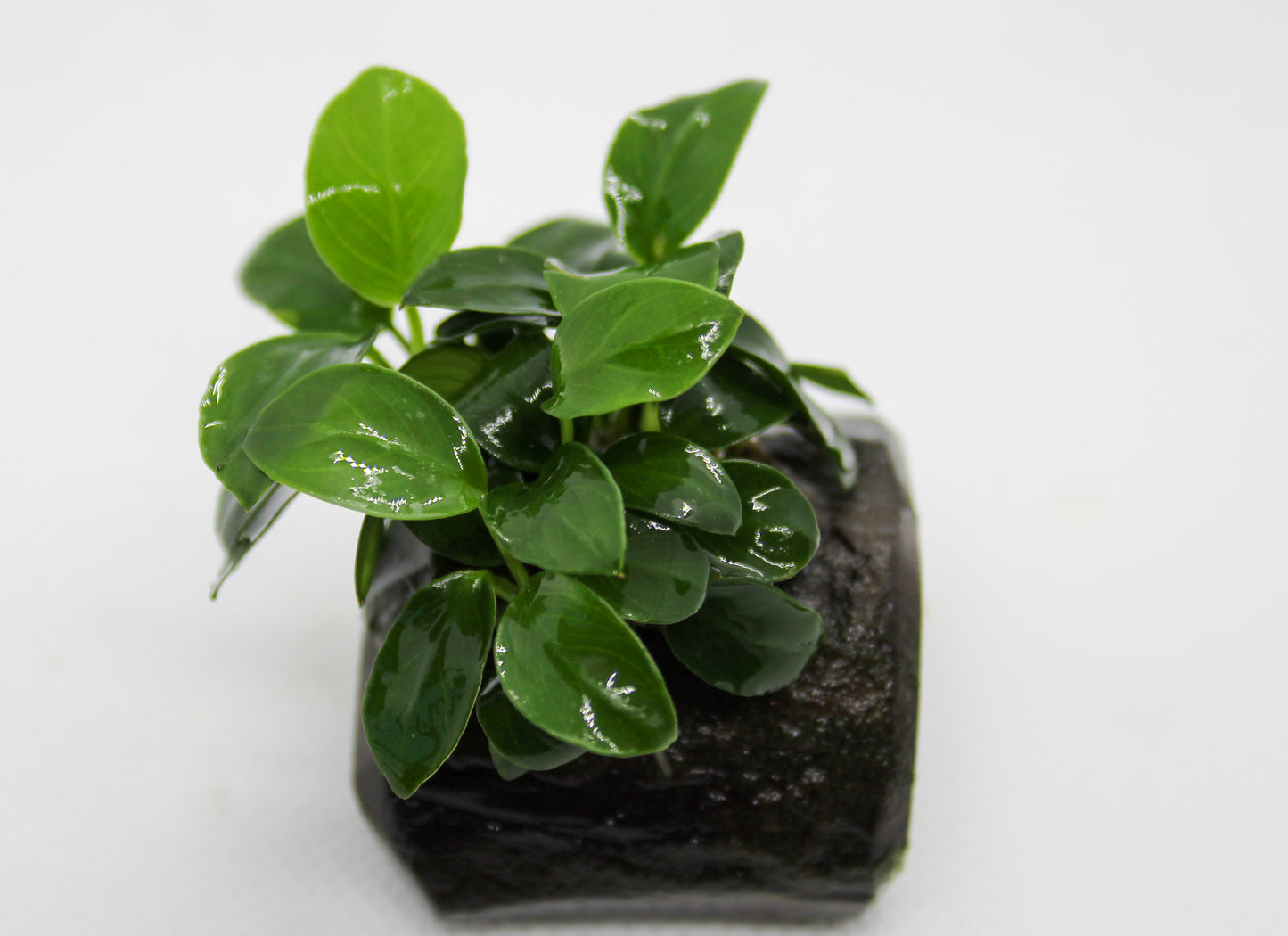 Anubias Nana on Wood
