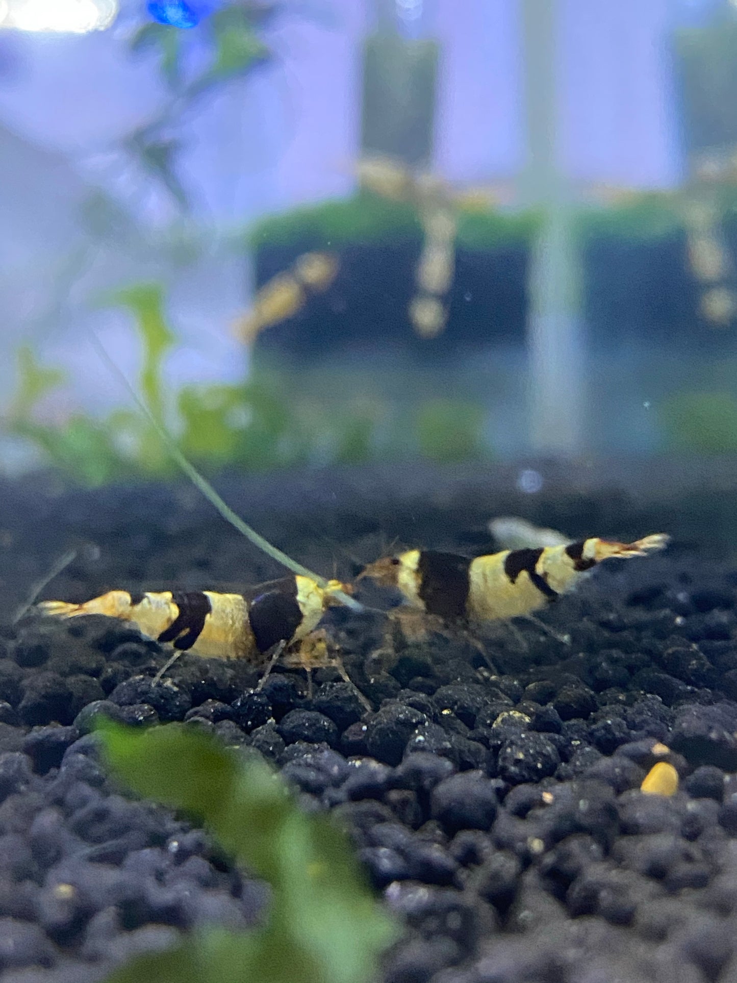 Black Crystal Shrimp