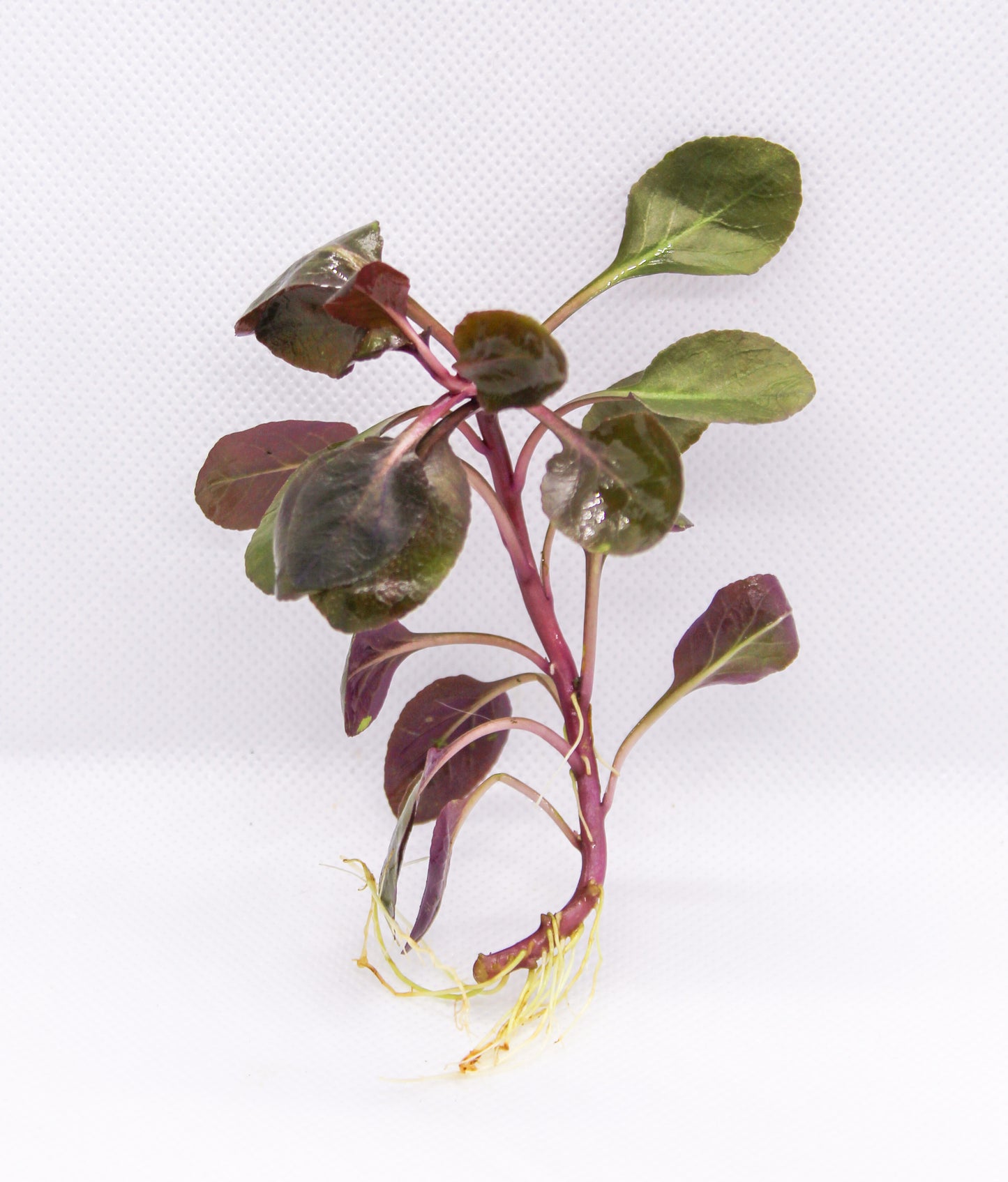 Cardinal Plant