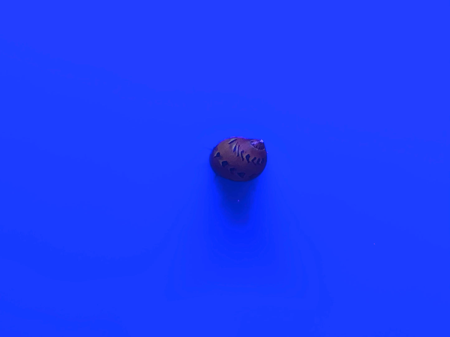 Red Onion Nerite Snail