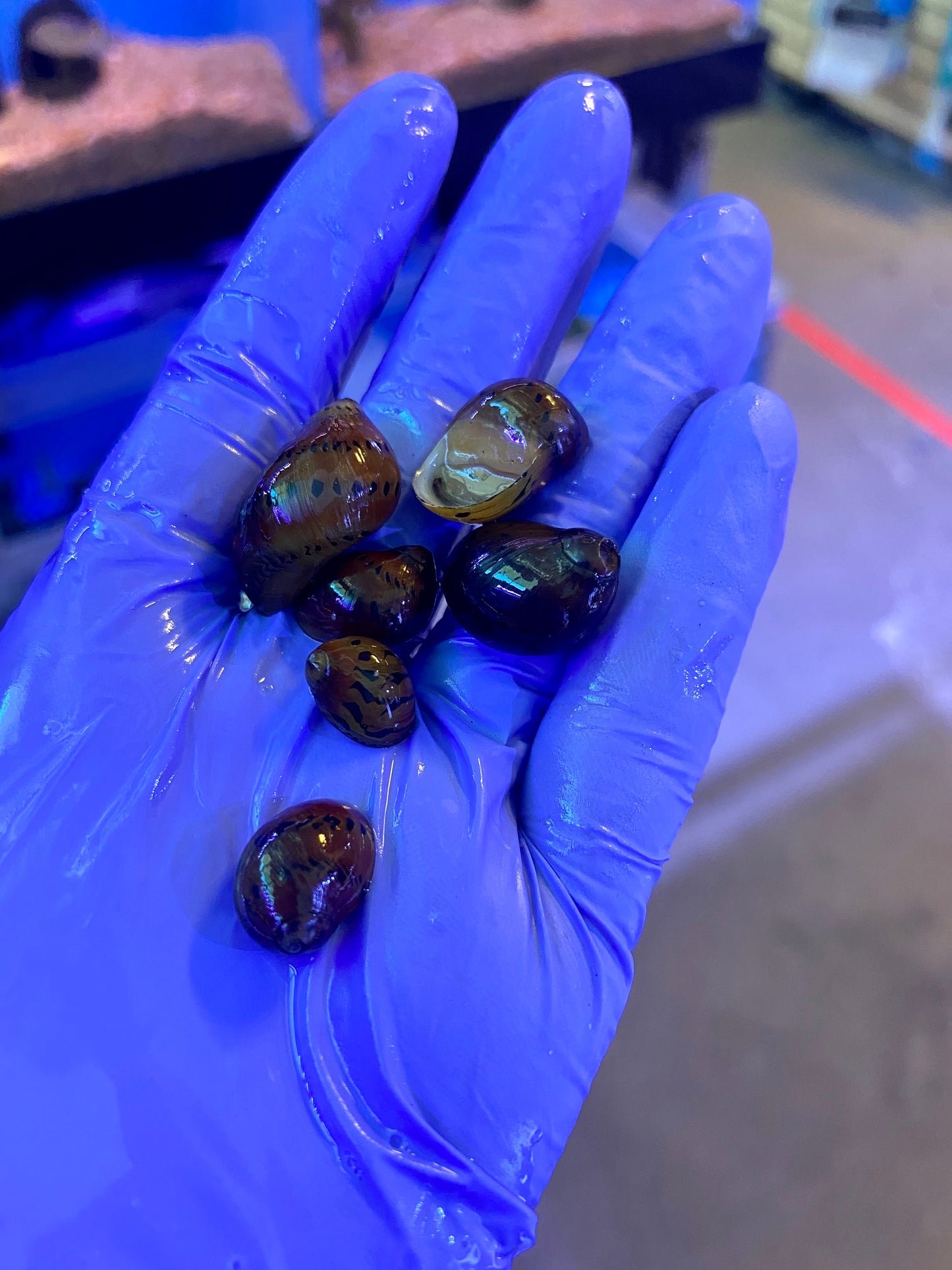 Red Onion Nerite Snail