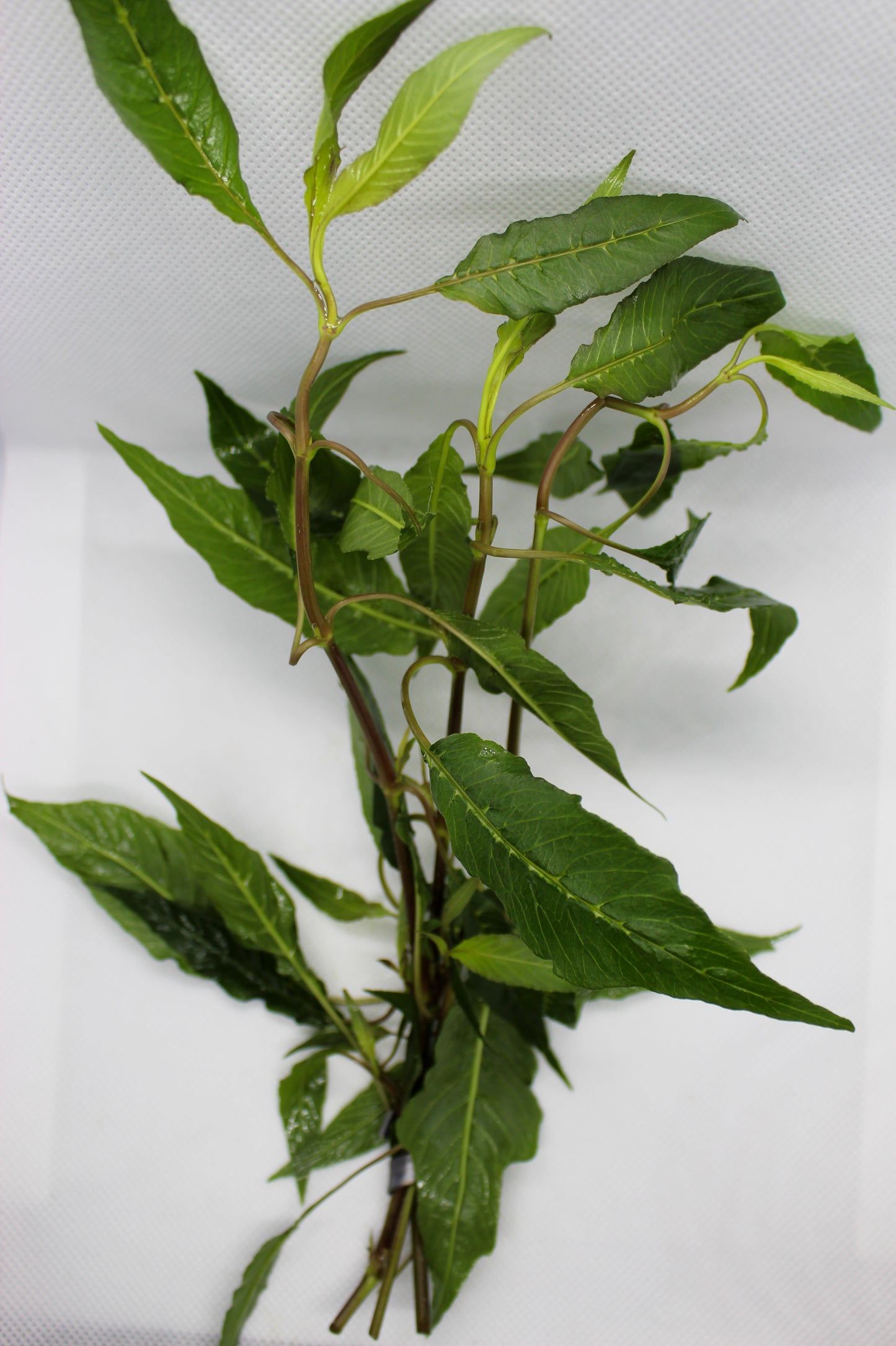 Hygrophylia Blue