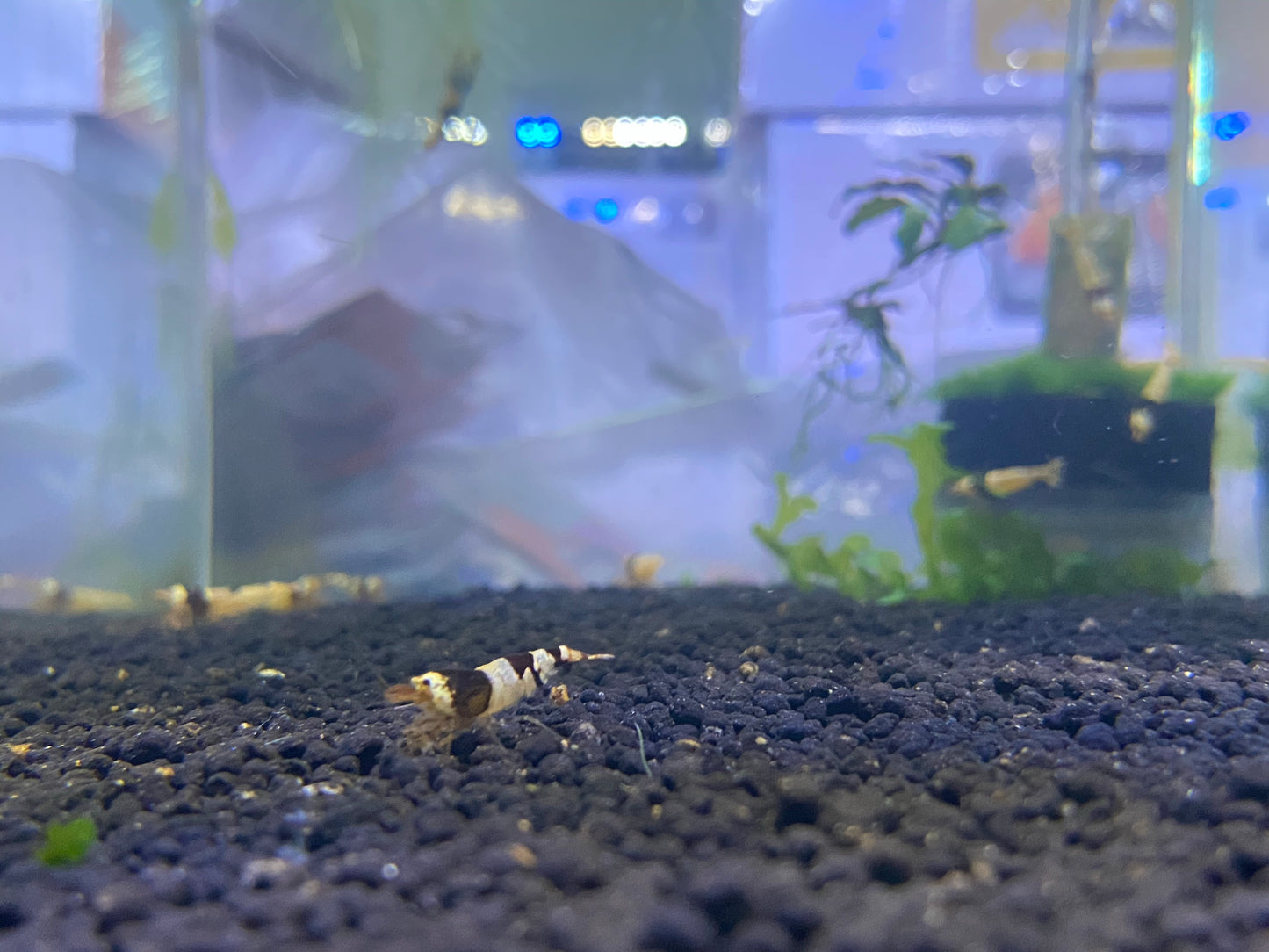 Black Crystal Shrimp
