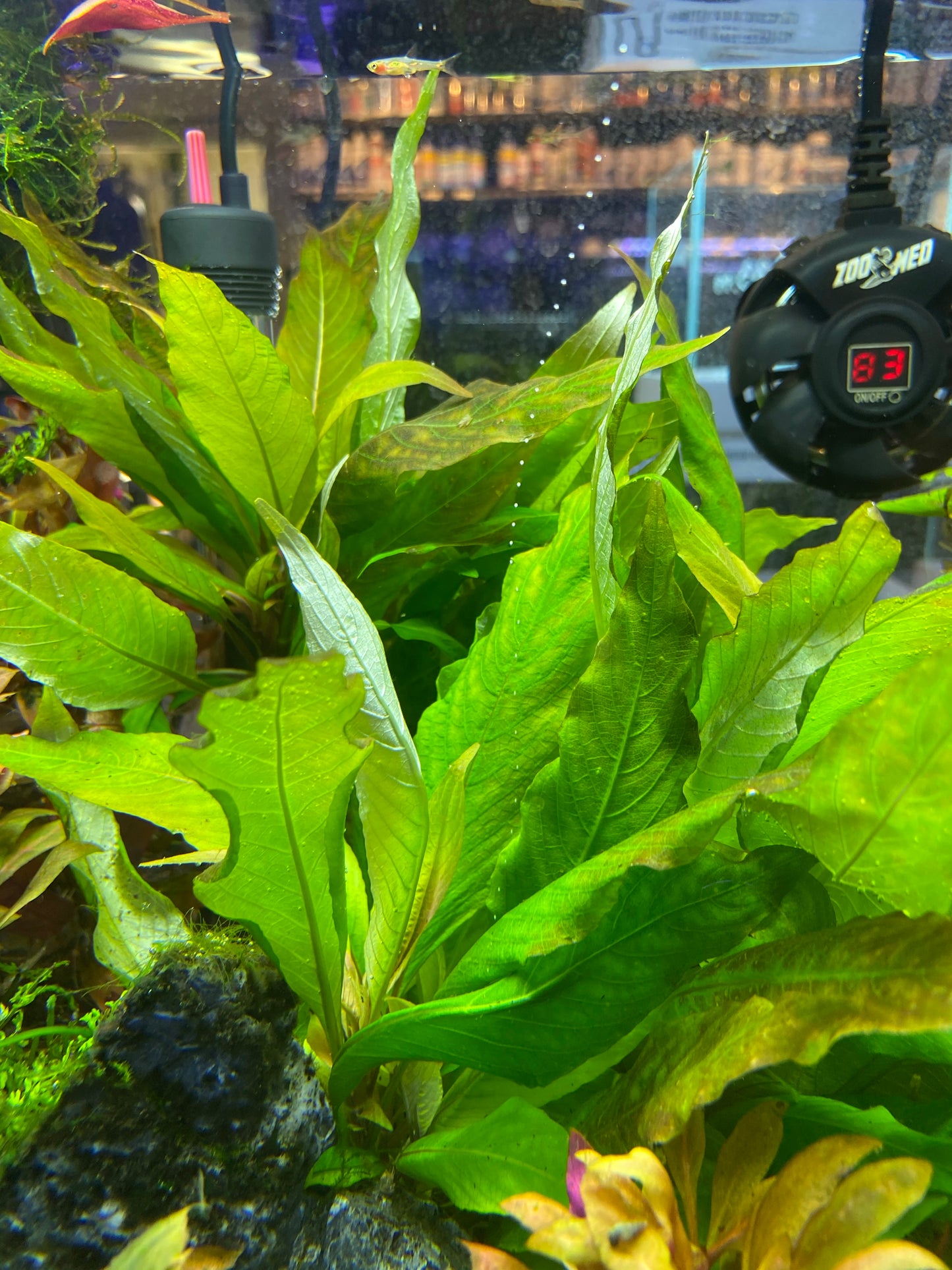 Hygrophila Compact (Nomaphila Siamensis)