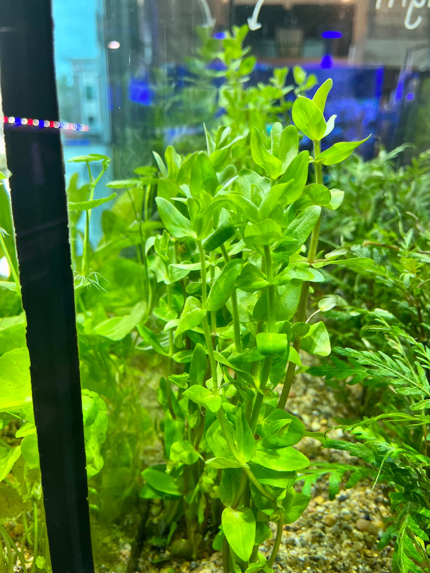 Bacopa Plant (Bacopa monierri)