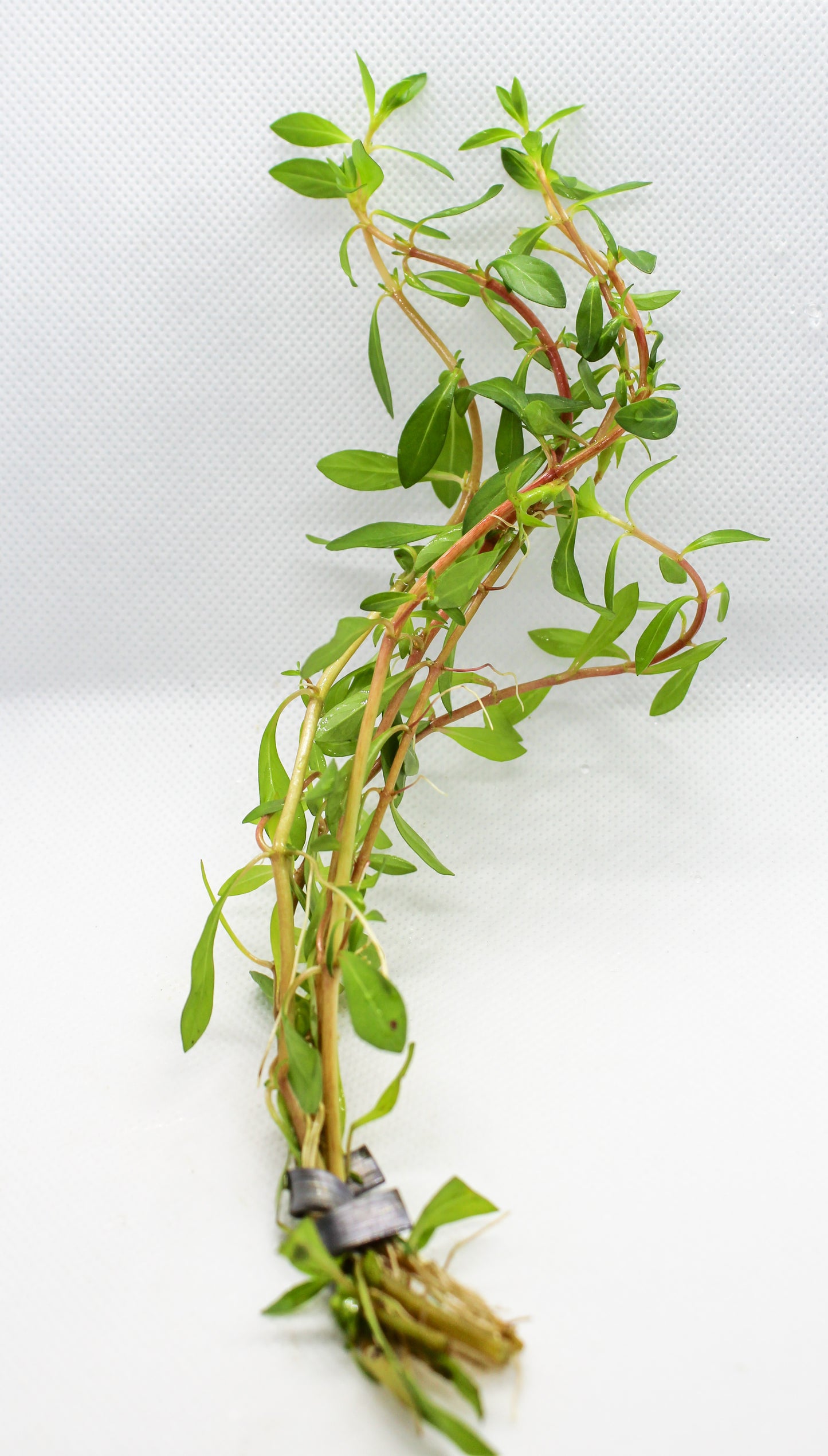 Ludwigia Arcuata