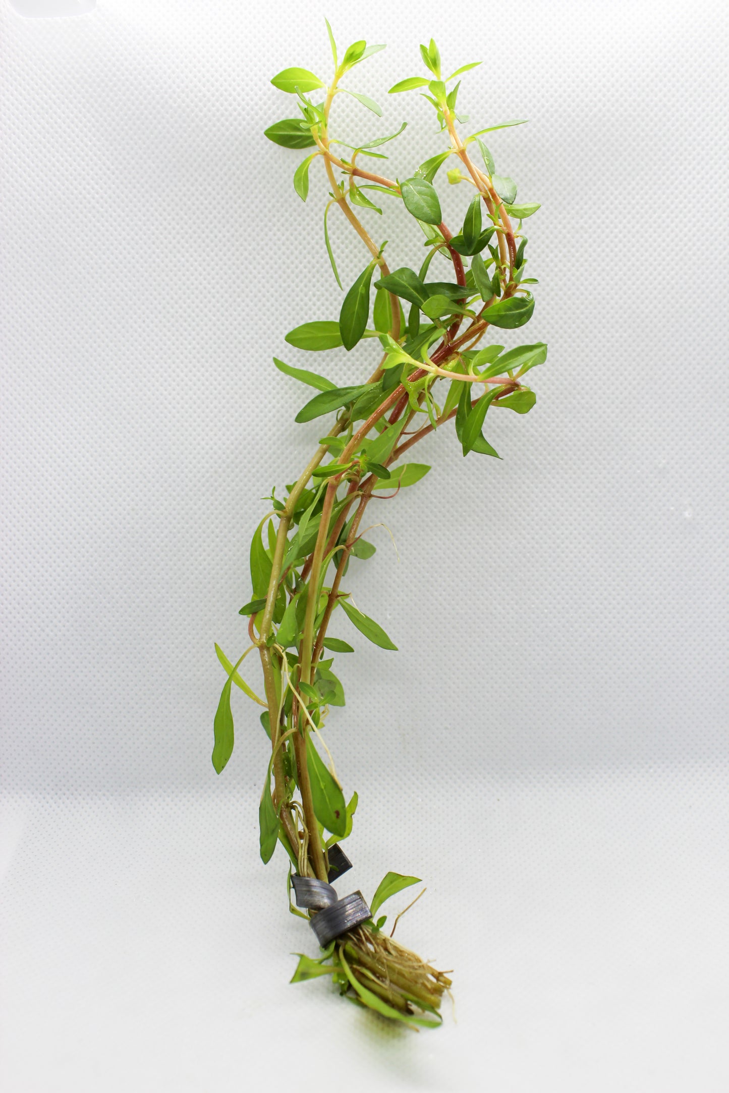 Ludwigia Arcuata