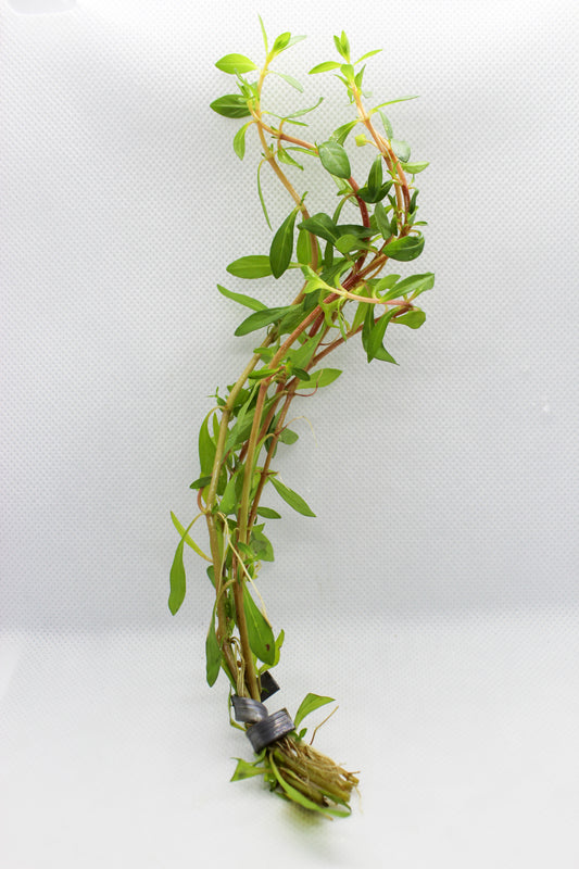 Ludwigia Arcuata