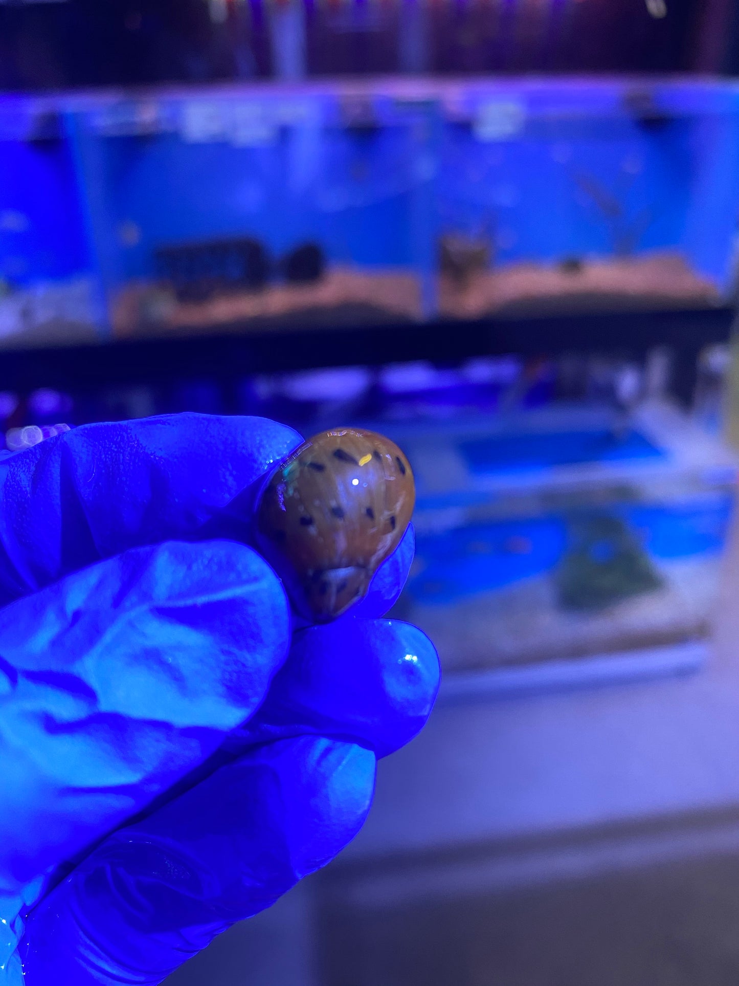 Red Onion Nerite Snail